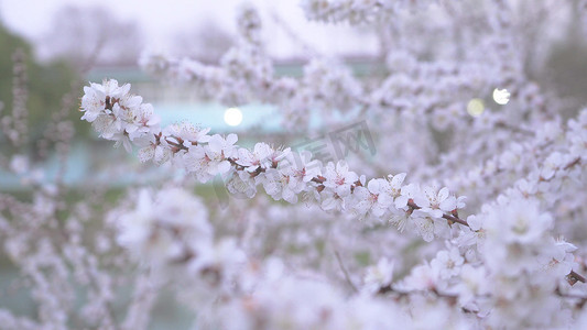 实拍春天风景唯美白色樱花