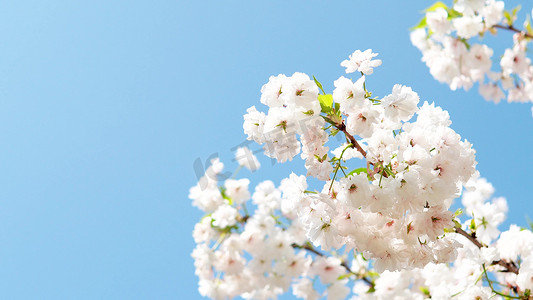实拍唯美随风飘动白色樱花朵春天风景