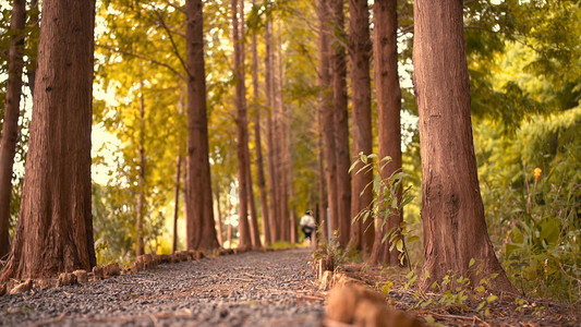 秋天漫步在树林里的男摄影师实拍