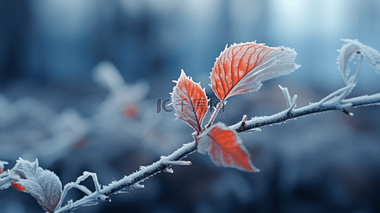 霜降节气被秋霜覆盖着的红叶