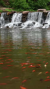 竖屏流水瀑布和湖面锦鲤游动竖版风景