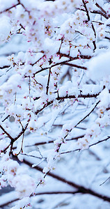 竖版大雪纷飞中的樱花初春