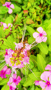 竖屏竖版实拍蜜蜂采集花朵采蜜