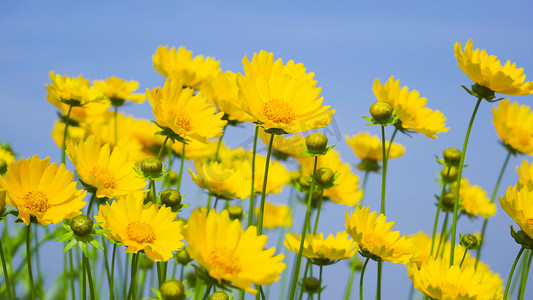 唯美风花朵摄影照片_实拍唯美夏季花朵风中摇曳的金鸡菊
