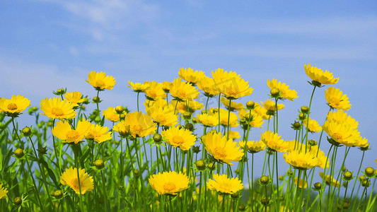 天气预警摄影照片_实拍蓝天背景金鸡菊唯美夏季花朵