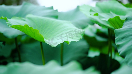 雨天自然摄影照片_实拍唯美荷叶上的雨滴滑落自然风景