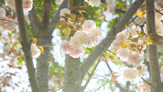 春天风景唯美摄影照片_实拍春天风景唯美阳光下的樱花