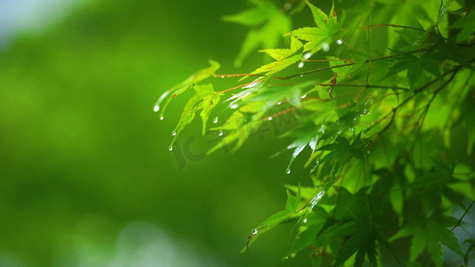 实拍唯美雨后树叶上的雨滴自然风景