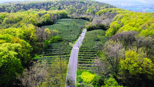 航拍茶园茶林茶山春茶茶叶