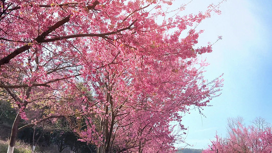 春天温暖樱花开花阳光斑驳树影慢镜头