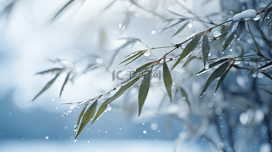 立冬竹叶背景图片_立冬节气雨雪里的竹林场景背景4