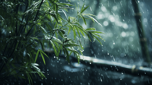 立冬竹叶背景图片_立冬节气雨雪里的竹林场景背景