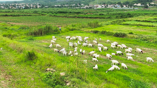 航拍羊群放羊放牧羊吃草草原