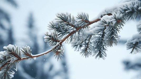 下雪背景图片_冬季下雪的松树植物背景8