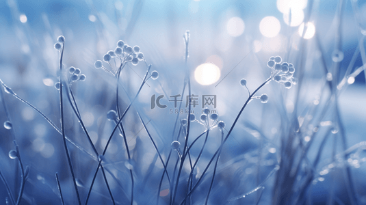 冬季花朵背景图片_冬季冰雪植物雪景背景9