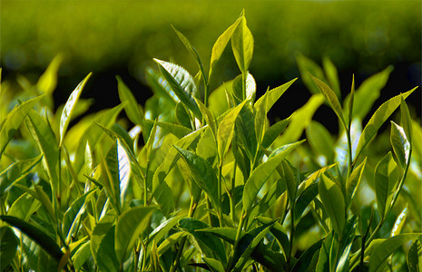 茶园喷灌摄影照片_海南白沙绿茶园