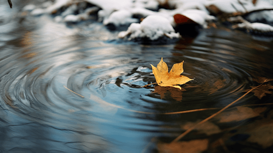 漂浮树叶摄影照片_冬日水中漂浮的落叶