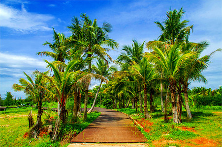 椰果摄影照片_椰子树椰树果树
