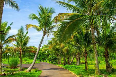 椰果摄影照片_椰子树椰树果树