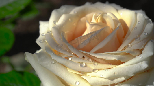 花园金色玫瑰花特写花朵唯美