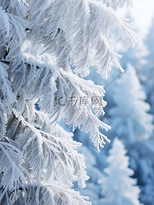 冬天松树背景图片_雪松冬天积雪雪景17