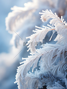 冬天松树背景图片_雪松冬天积雪雪景2