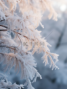 雪松冬天积雪雪景3