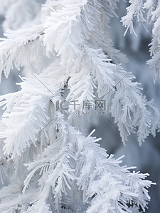 冬天松树背景图片_雪松冬天积雪雪景7