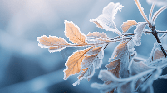 冰雪摩托车摄影照片_冬季被冰雪覆盖的枝叶