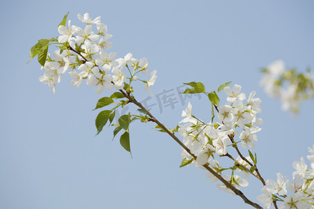 春天樱花开白色风景图片