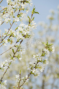 春天春季樱花开白色风景图片