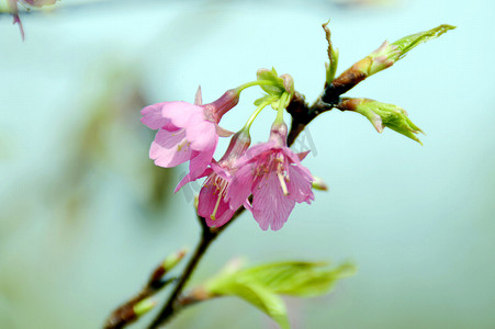 花开图片摄影照片_春天的樱花开图片