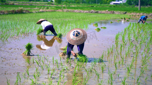 秧苗摄影照片_实拍农民种地种田栽禾苗种水稻农业劳作