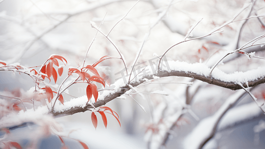 冬天雪花插画摄影照片_冬季被冰雪覆盖的枝叶大雪下的红色枫叶插画