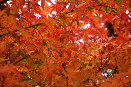 深秋一片枫树林随风飘荡高清图片