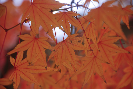 秋天秋季金黄色的枫树林高清图片
