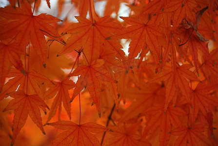 深秋清晨的枫树林风景摄影照片高清图片