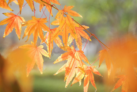 秋天金黄色的枫叶植物风景高清图片