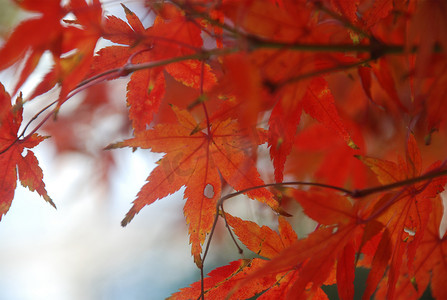 秋天秋季火红的枫树林高清图片