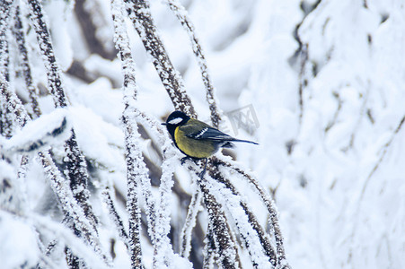 天门山雾凇摄影照片_湖南张家界天门山上冰冻的树木雪地小鸟图片