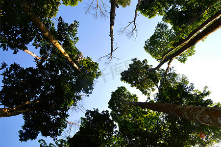 生态林植物参天大树摄影图