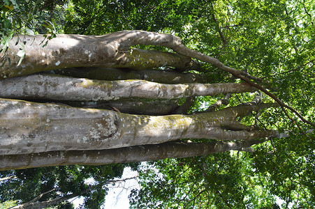 海南两院植物的古树参天大树风景图片