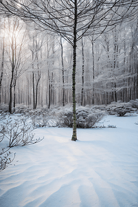 树林摄影照片_下雪天树林里的积雪图片9