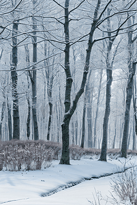 下雪天树林里的积雪图片10