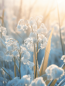 阳光背景图片_写实冬天结冰冰花花朵背景(37)