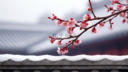 盛开的梅花背景图片_故宫中盛开的一枝梅花图片19