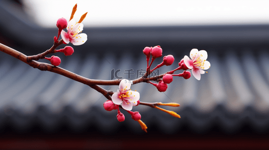 故宫中盛开的一枝梅花图片8