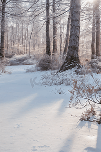 下雪天树林里的积雪图片4