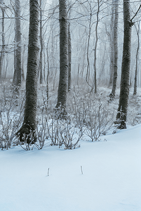 树林摄影照片_下雪天树林里的积雪图片17