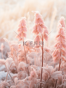 阳光背景图片_写实冬天结冰冰花花朵背景(33)